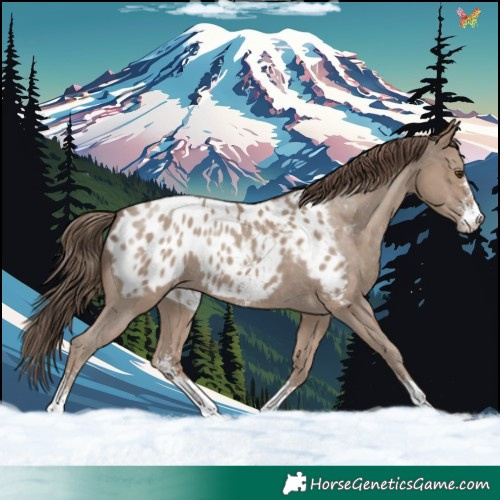 Horse Color:Classic Champagne Sabino Appaloosa 