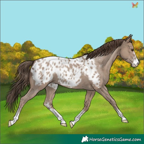 Horse Color:Classic Champagne Sabino Appaloosa 
