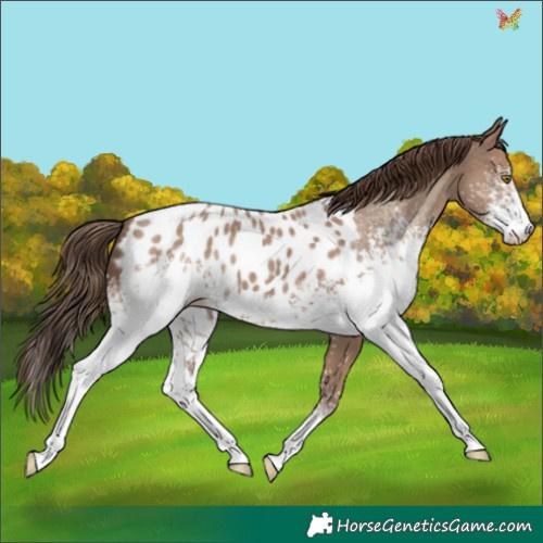 Horse Color:White Spotted Classic Champagne Sabino Appaloosa 