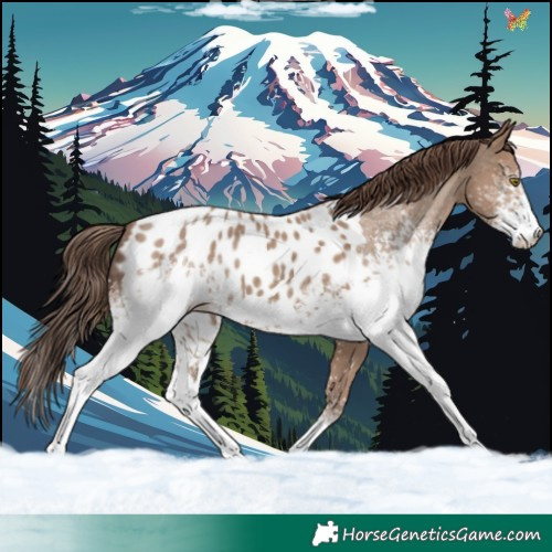 Horse Color:White Spotted Classic Champagne Sabino Appaloosa 