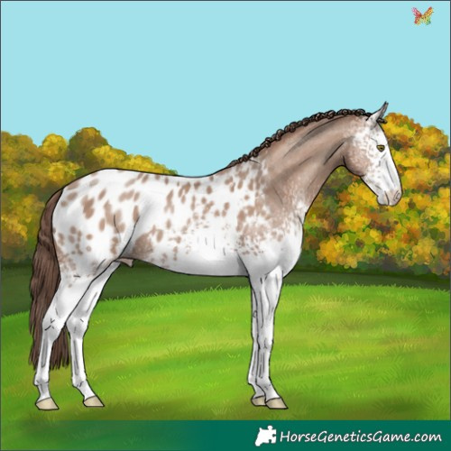Horse Color:White Spotted Classic Champagne Sabino Appaloosa 