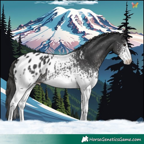 Horse Color:White Spotted Black Sabino Blanket 