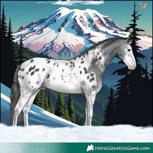 Horse Color:White Spotted Black Sabino Blanket 