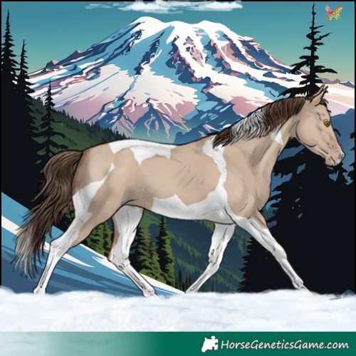 Horse Color:Classic Champagne Dun Tobiano 