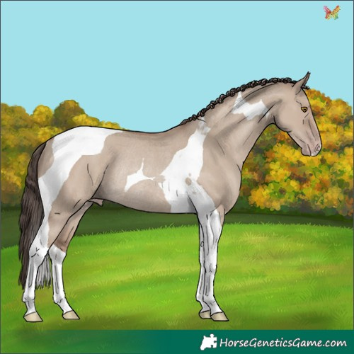 Horse Color:Classic Champagne Dun Tobiano Rabicano 