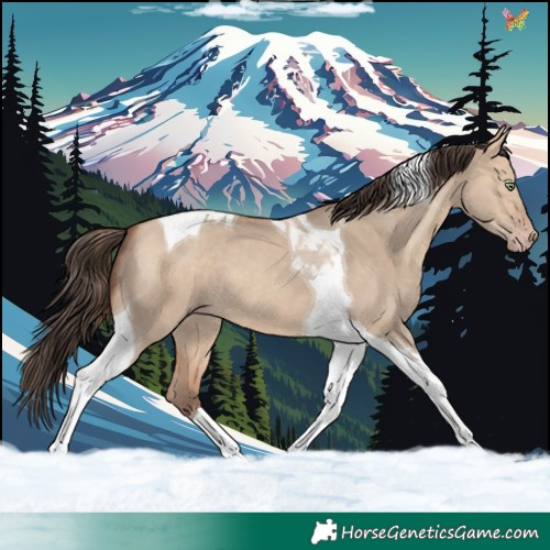 Horse Color:Amber Champagne Dun Tobiano 