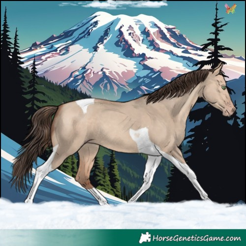 Horse Color:Amber Champagne Dun Tobiano 
