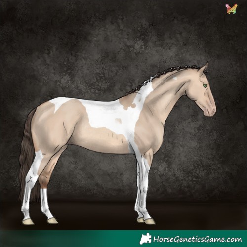 Horse Color:Amber Champagne Dun Tobiano Rabicano 