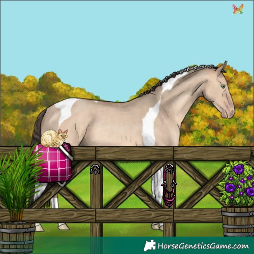Horse Color:Amber Champagne Dun Tobiano Rabicano 