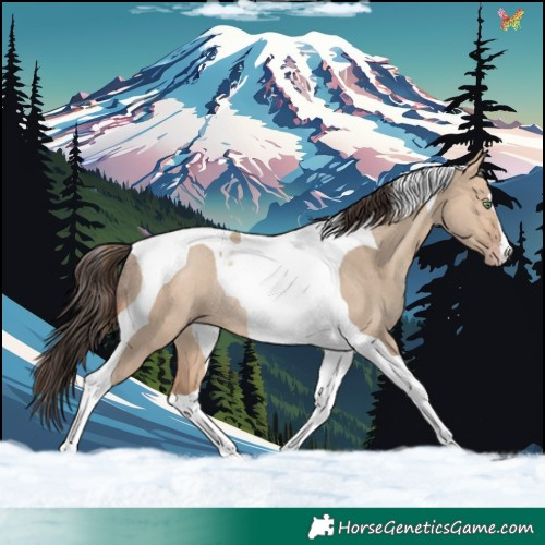 Horse Color:Amber Champagne Dun Tobiano Rabicano 