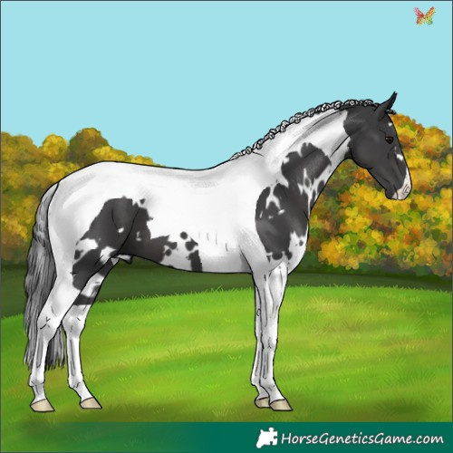 Horse Color:White Spotted Black Tobiano 