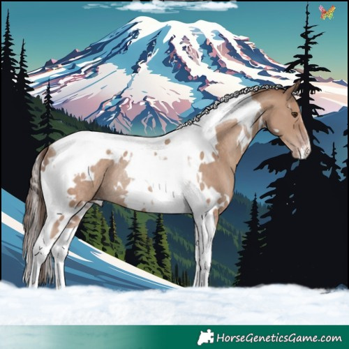 Horse Color:White Spotted Classic Champagne Tobiano Rabicano 