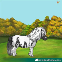 Horse Color:White Spotted Black Tobiano 