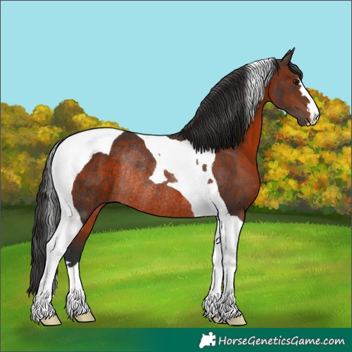 Horse Color:Brown Tobiano Rabicano 