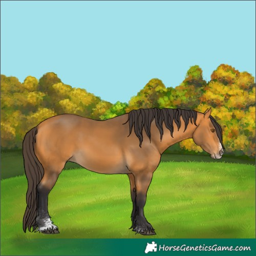Horse Color:Buckskin Sabino 