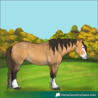 Horse Color:Buckskin Dun Sabino Splash 