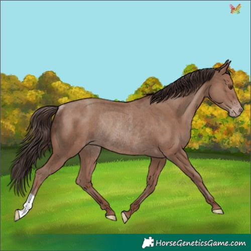 Horse Color:Classic Champagne Rabicano