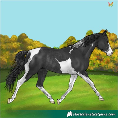 Horse Color:Black Sabino Tobiano Rabicano