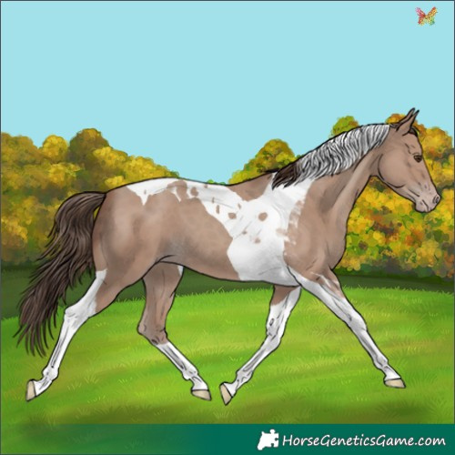 Horse Color:Classic Champagne Tobiano 