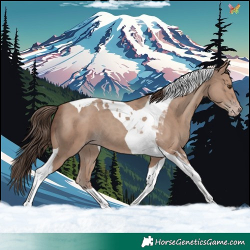 Horse Color:Classic Champagne Tobiano 