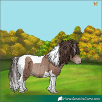Horse Color:Classic Champagne Tobiano Rabicano