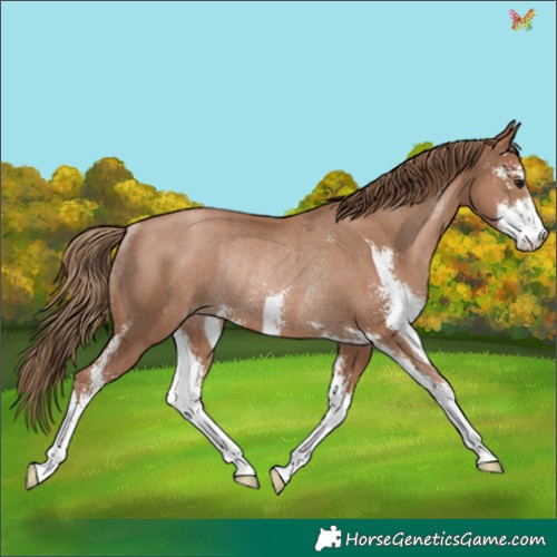 Horse Color:Black Pearl Sabino Rabicano 