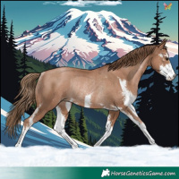 Horse Color:Black Pearl Sabino Rabicano