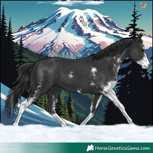 Horse Color:Black Sabino 