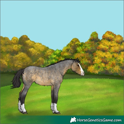Horse Color:Buckskin Roan Splash 