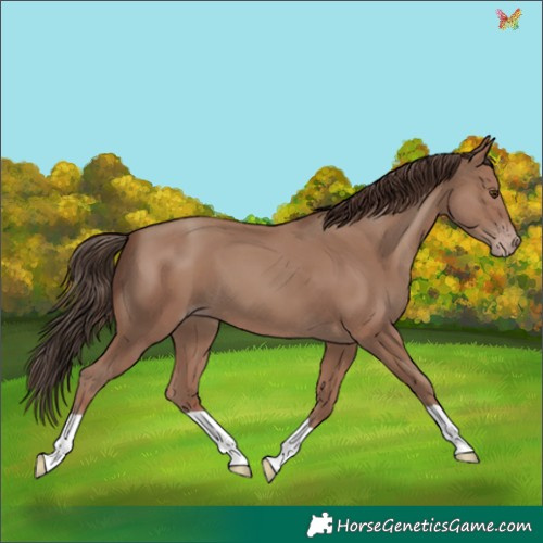 Horse Color:Classic Champagne 
