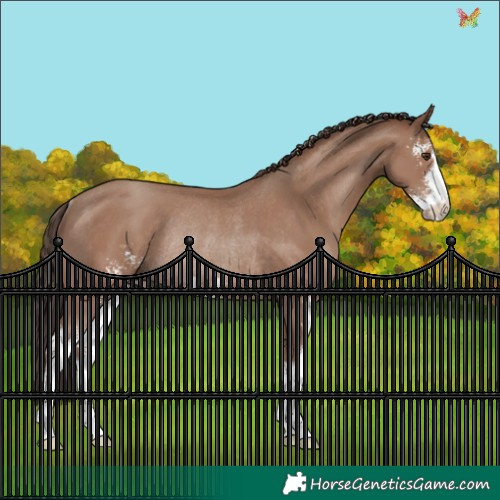 Horse Color:Classic Champagne Sabino Rabicano 