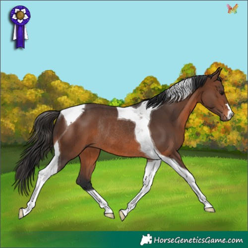 Horse Color:Brown Tobiano Rabicano 