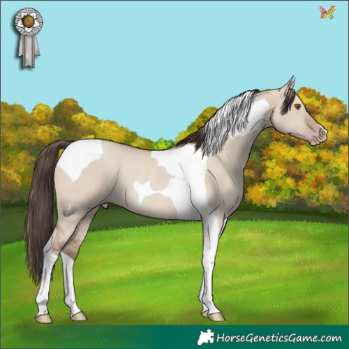 Horse Color:Classic Champagne Dun Tobiano Rabicano 