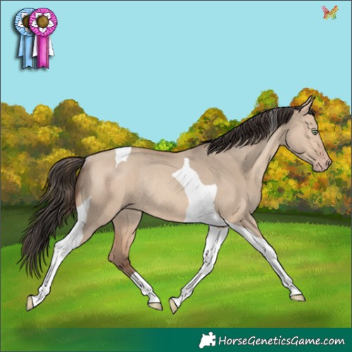 Horse Color:Amber Champagne Dun Tobiano Rabicano 