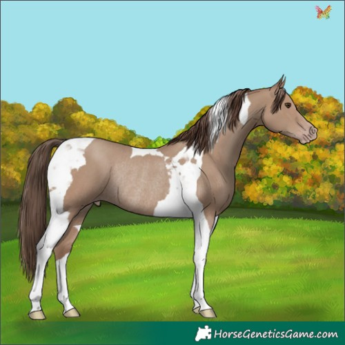 Horse Color:Classic Champagne Tobiano Rabicano 