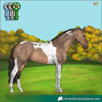 Horse Color:Brown Dun Tobiano