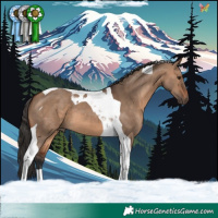Horse Color:Brown Dun Tobiano 
