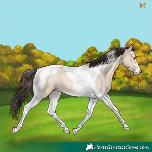 Horse Color:Amber Champagne Dun Tobiano Rabicano 