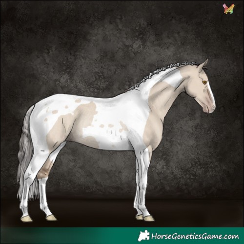 Horse Color:Classic Champagne Dun Tobiano Rabicano 