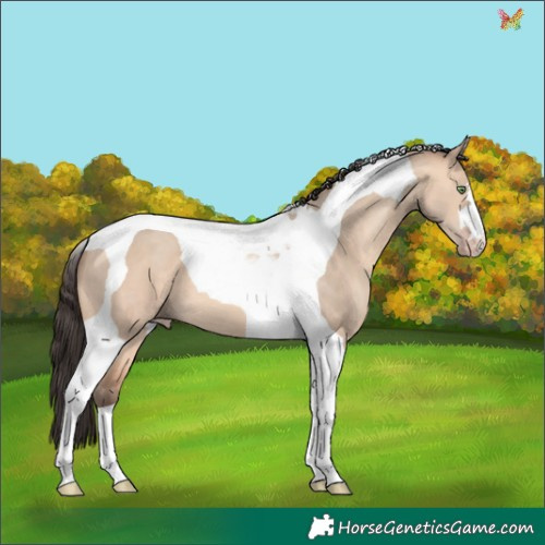 Horse Color:Sable Champagne Dun Tobiano 