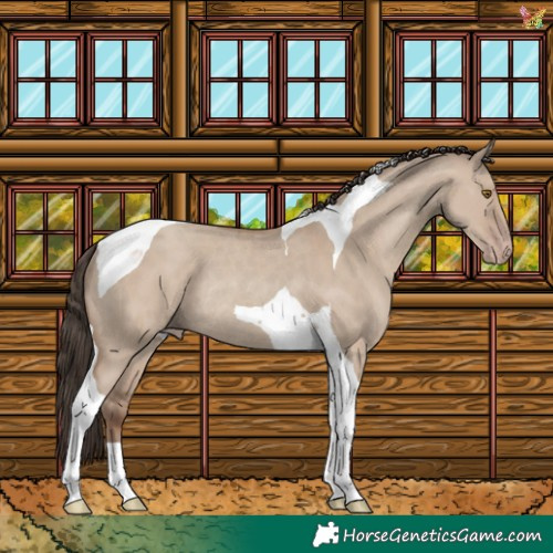 Horse Color:Classic Champagne Dun Tobiano Rabicano 