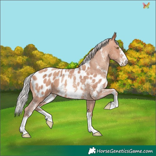 Horse Color:Silver Sable Champagne Sabino Appaloosa 