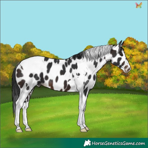 Horse Color:Brown Tobiano Appaloosa 
