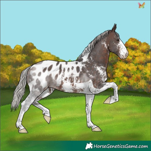 Horse Color:Silver Brown Sabino Tobiano Appaloosa 