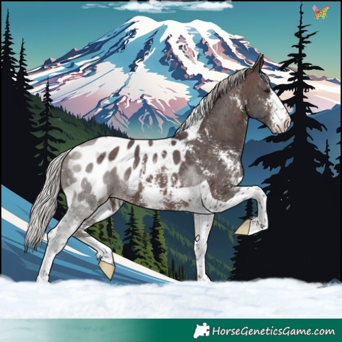 Horse Color:Silver Brown Sabino Tobiano Near Leopard 