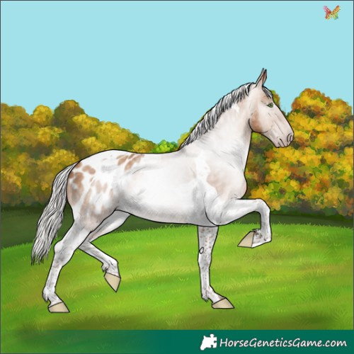 Horse Color:Gray Silver Amber Champagne Tobiano Appaloosa 