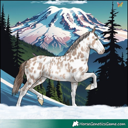 Horse Color:Amber Champagne Sabino Appaloosa 