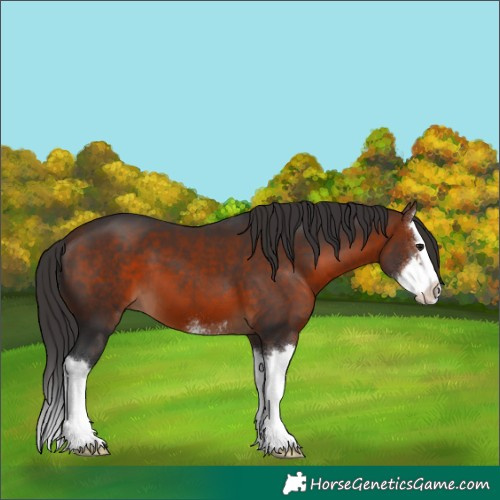 Horse Color:Bay Sabino Splash 