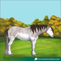 Horse Color:Liver Red Roan Splash