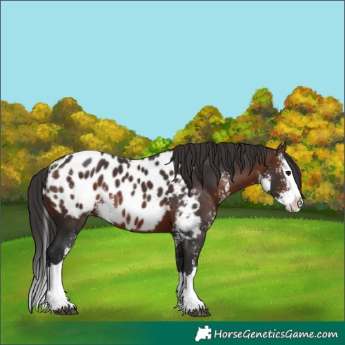 Horse Color:Brown Sabino Splash Blanket 